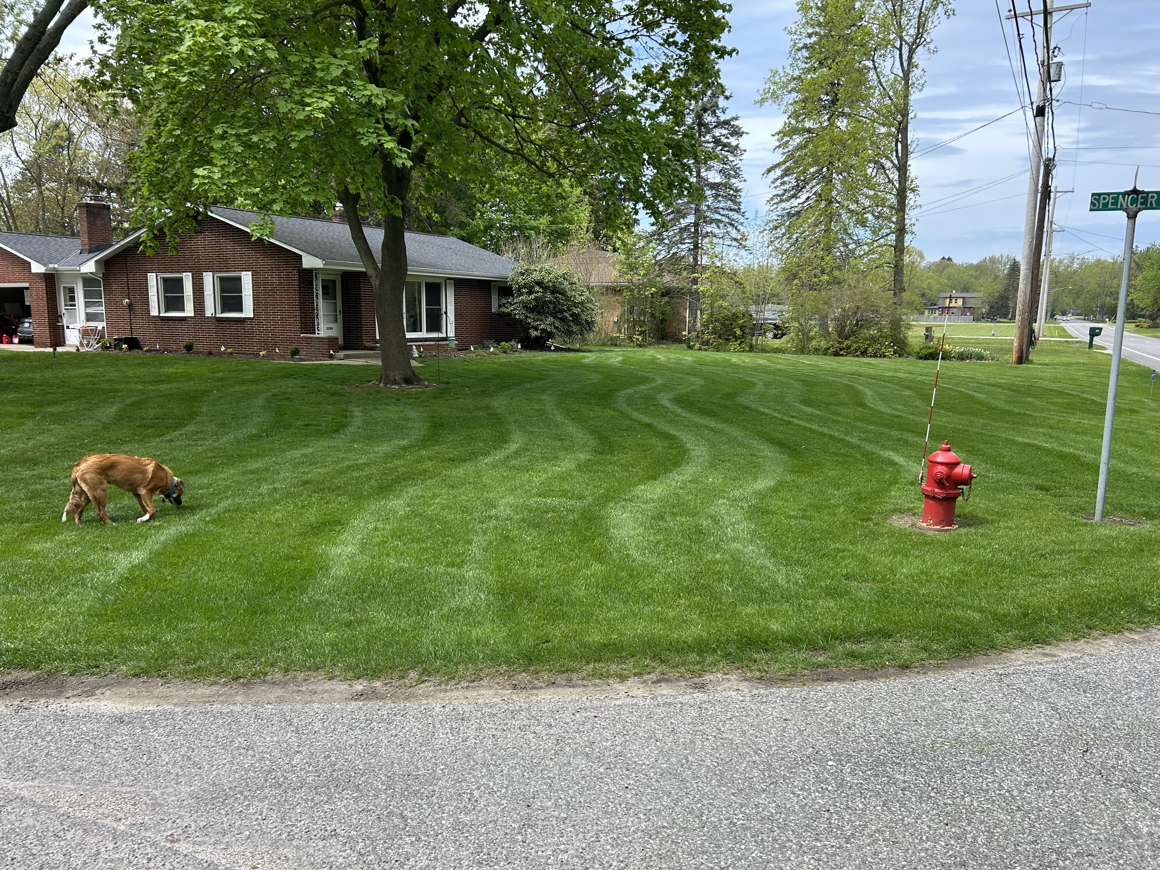 Freshly mowed lawn
